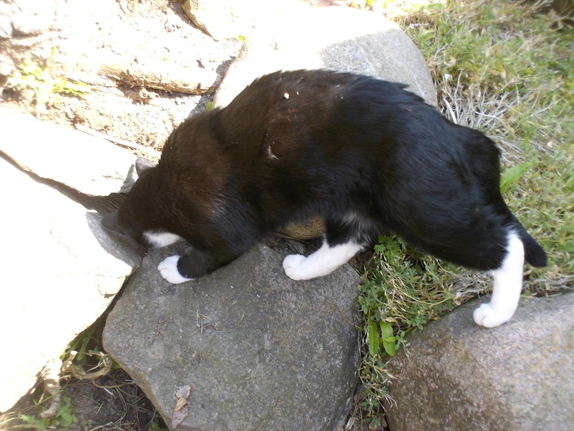 Huskat Babie billede 9