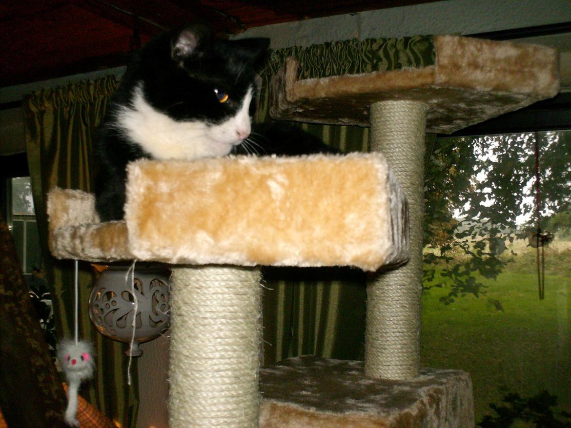 Huskat Babie billede 10