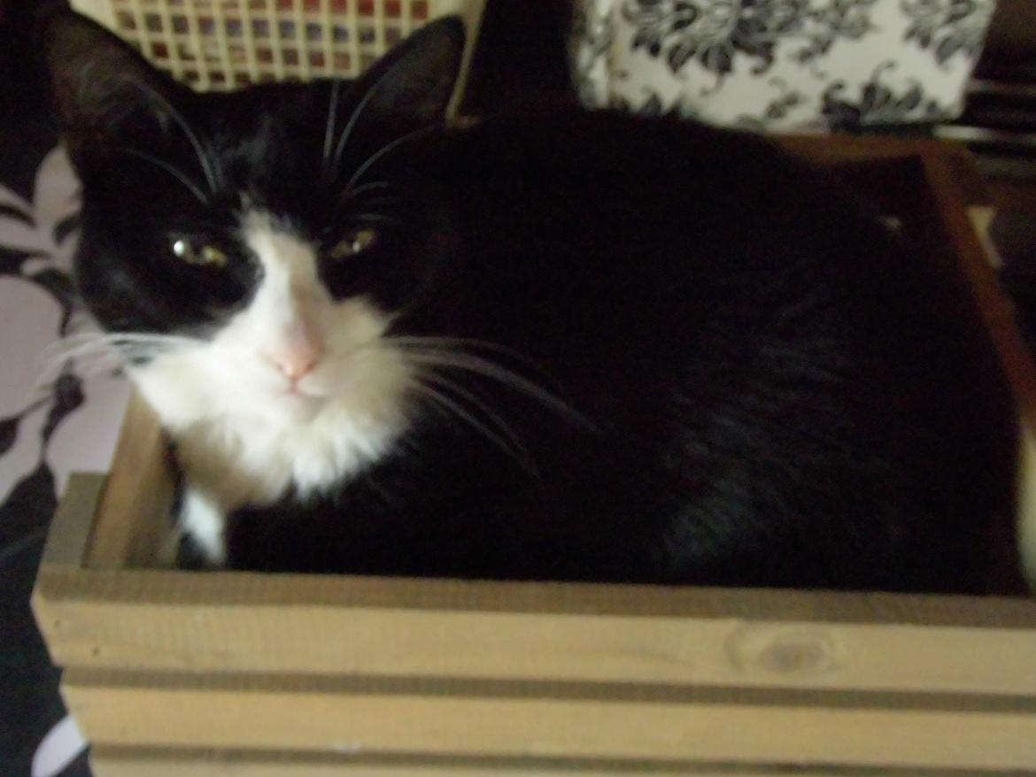 Huskat Babie billede 12