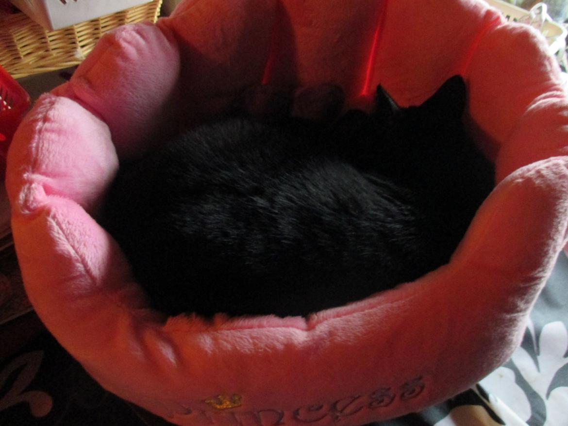 Huskat Babie billede 13