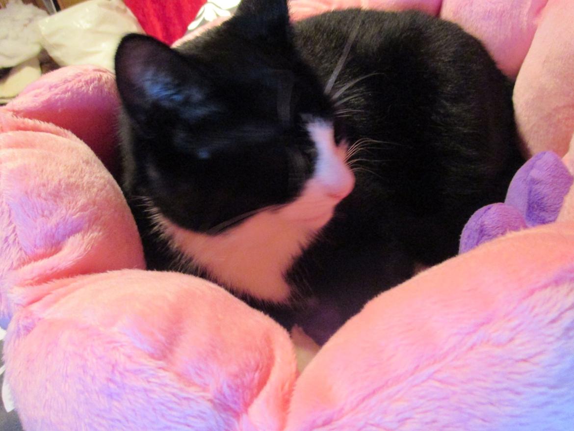 Huskat Babie billede 14