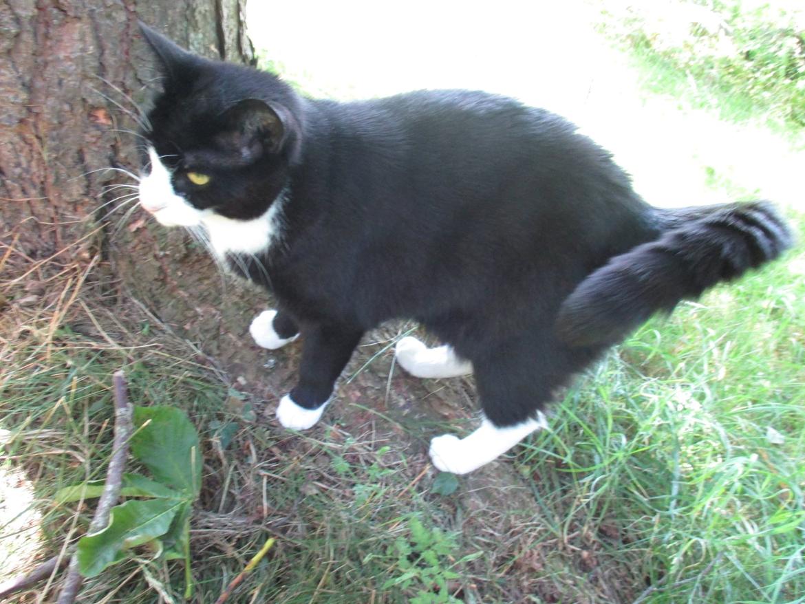 Huskat Babie billede 15