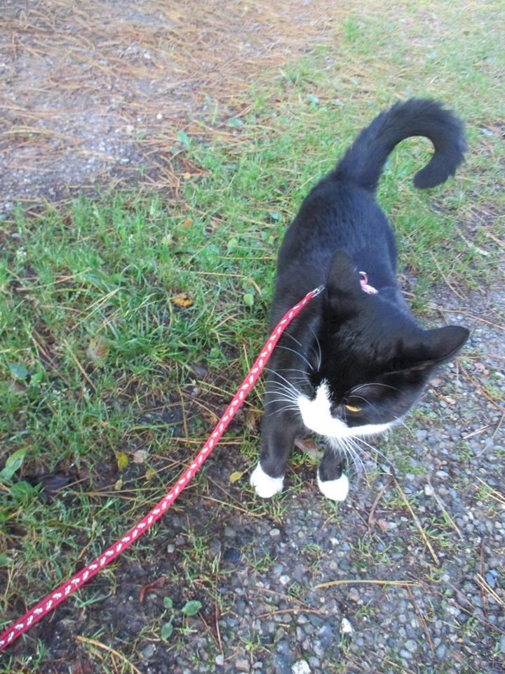 Huskat Babie billede 16