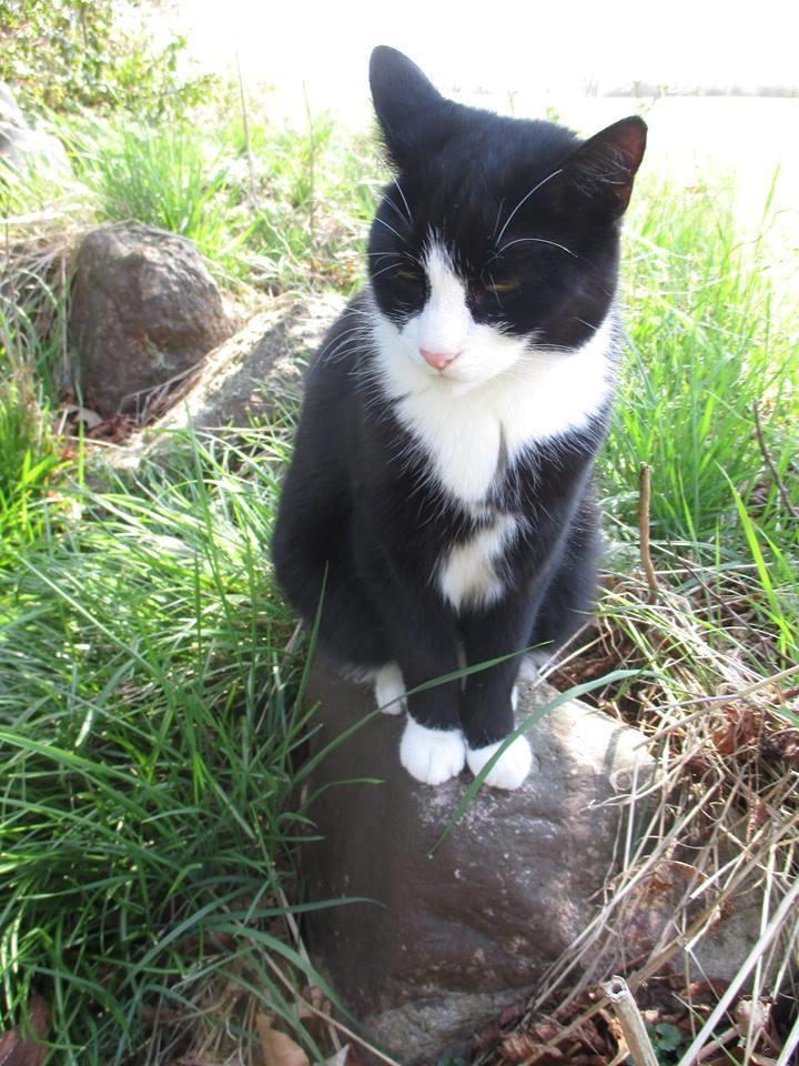 Huskat Babie billede 17