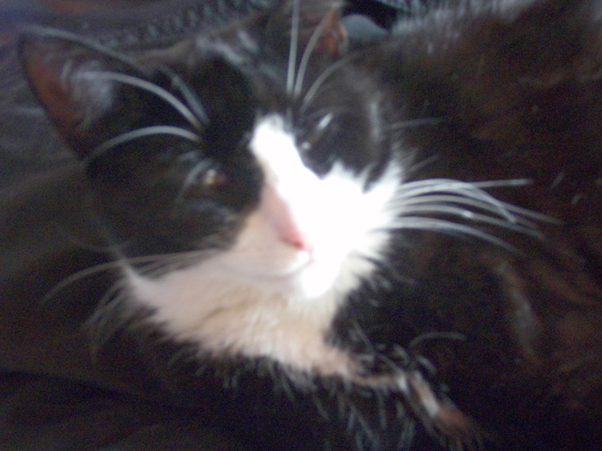 Huskat Babie billede 18