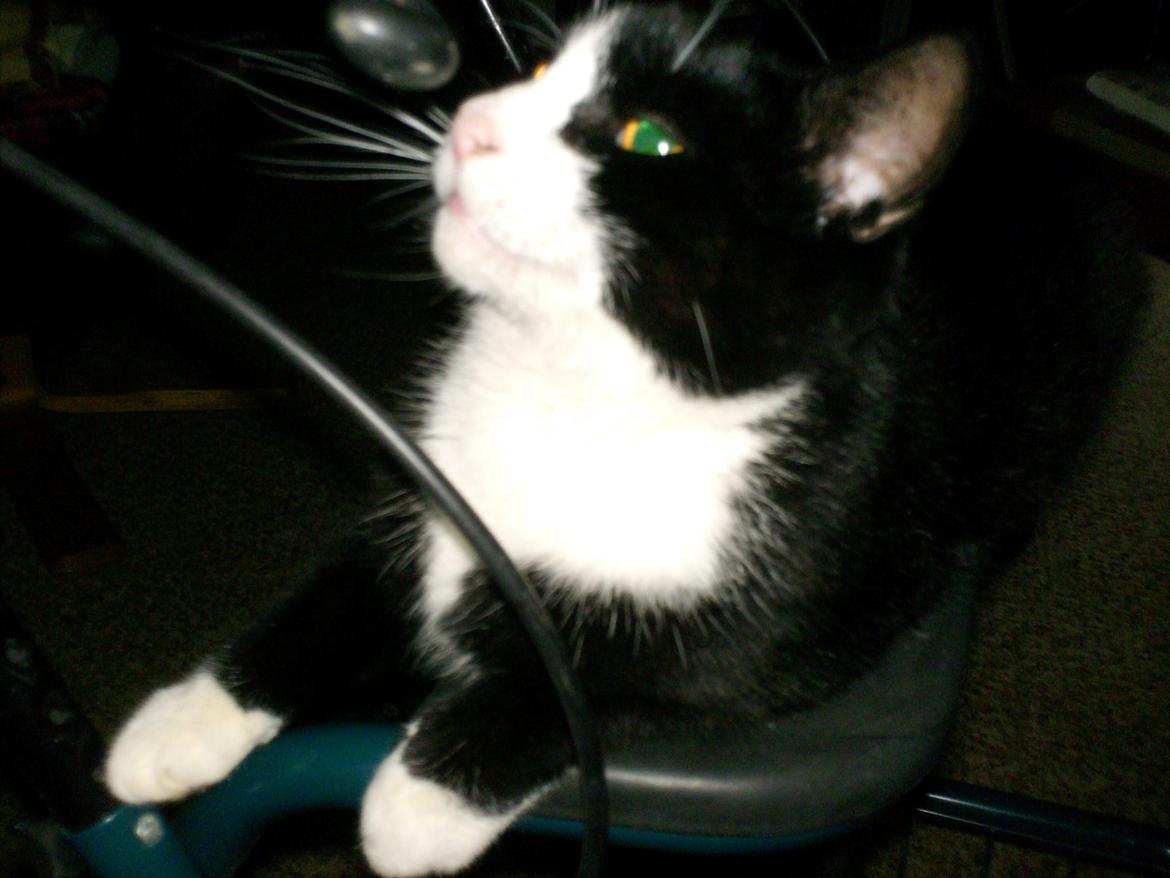 Huskat Babie billede 19