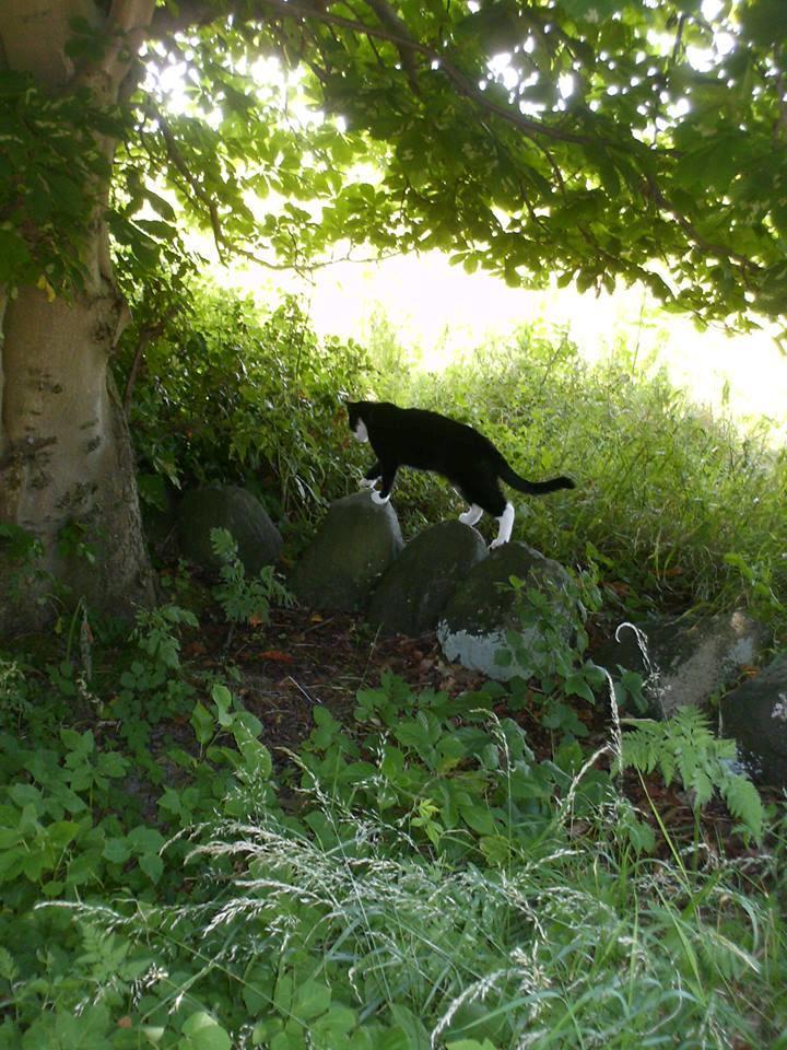 Huskat Babie billede 20