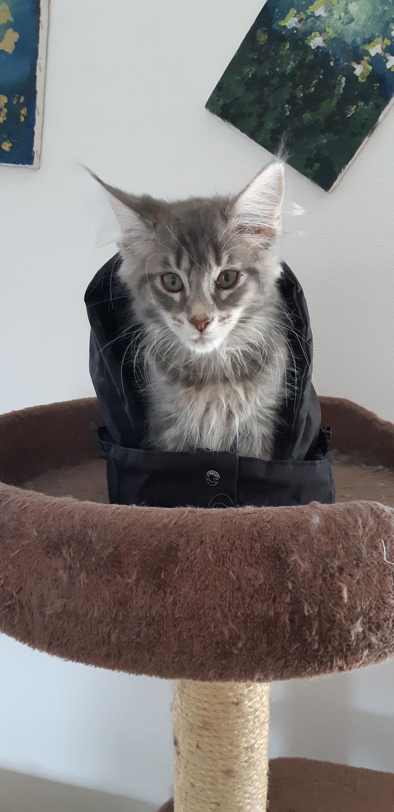 Blanding af racer Fievel billede 1