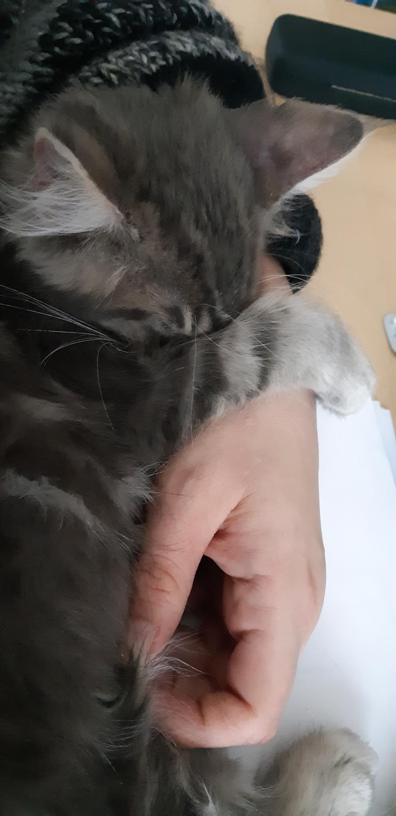 Blanding af racer Fievel billede 3