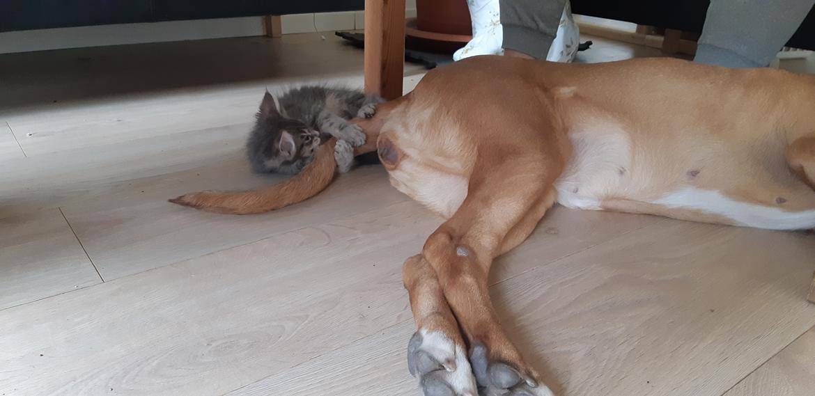 Blanding af racer Fievel billede 7