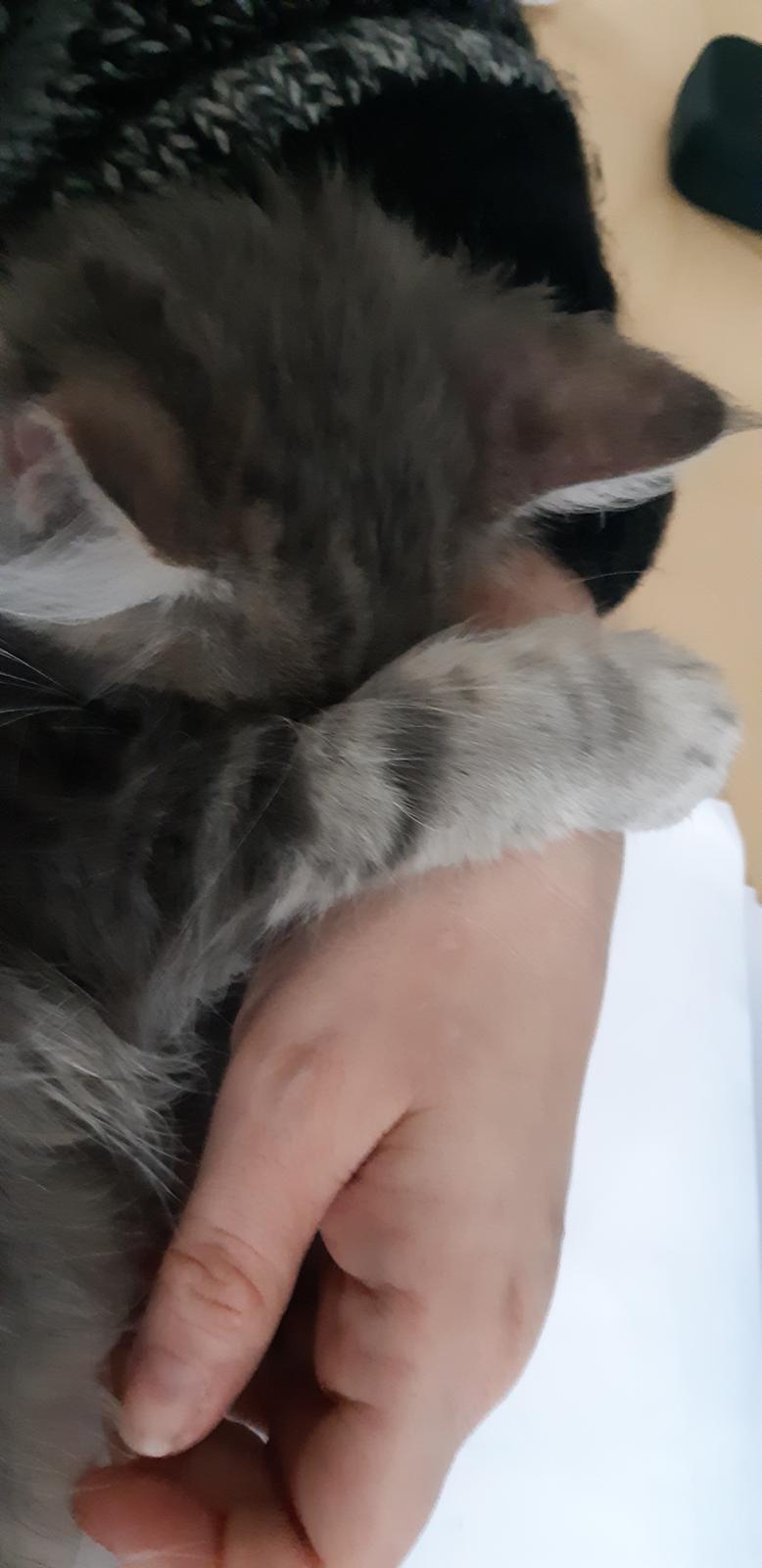 Blanding af racer Fievel billede 2