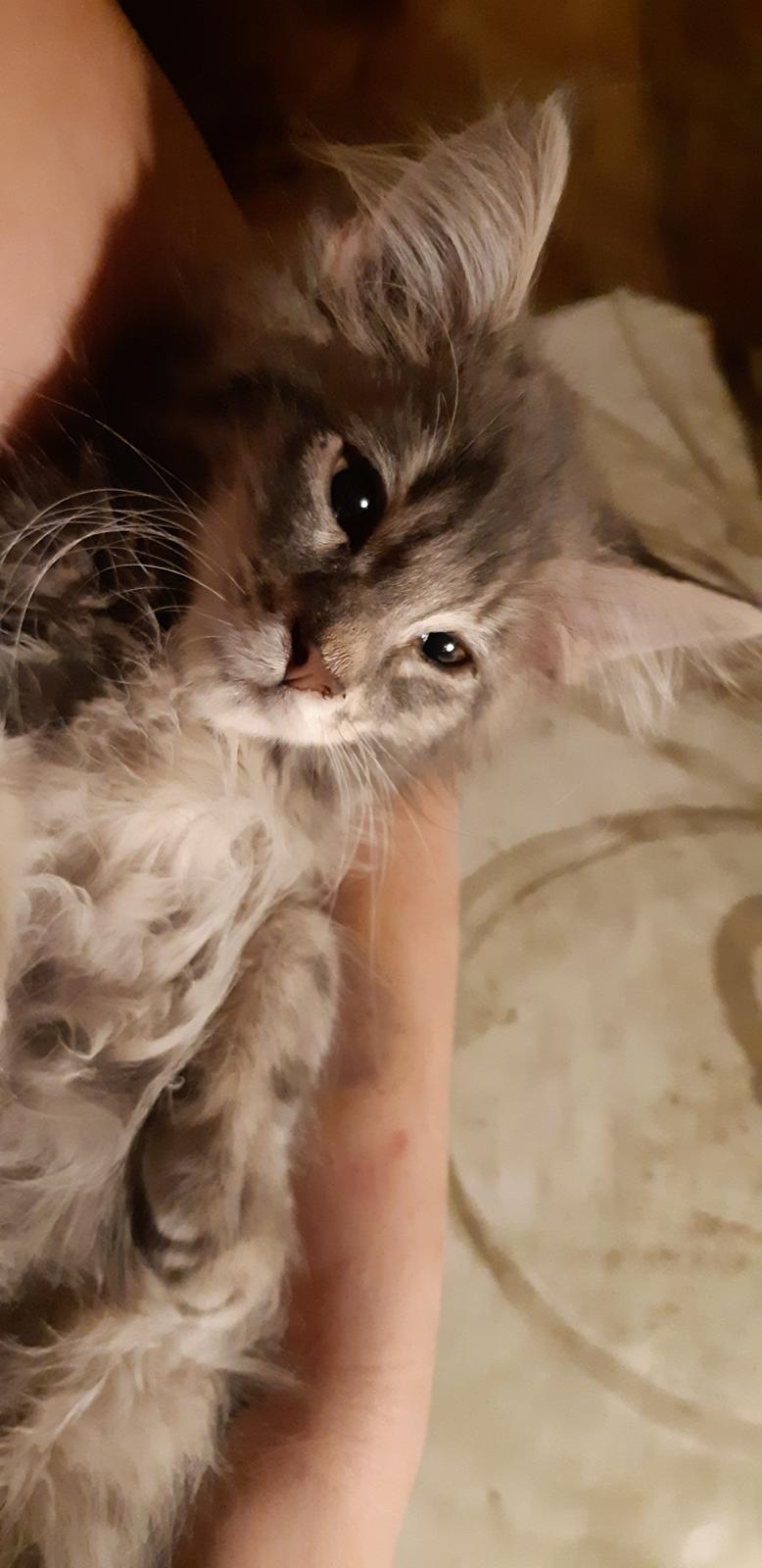 Blanding af racer Fievel billede 8