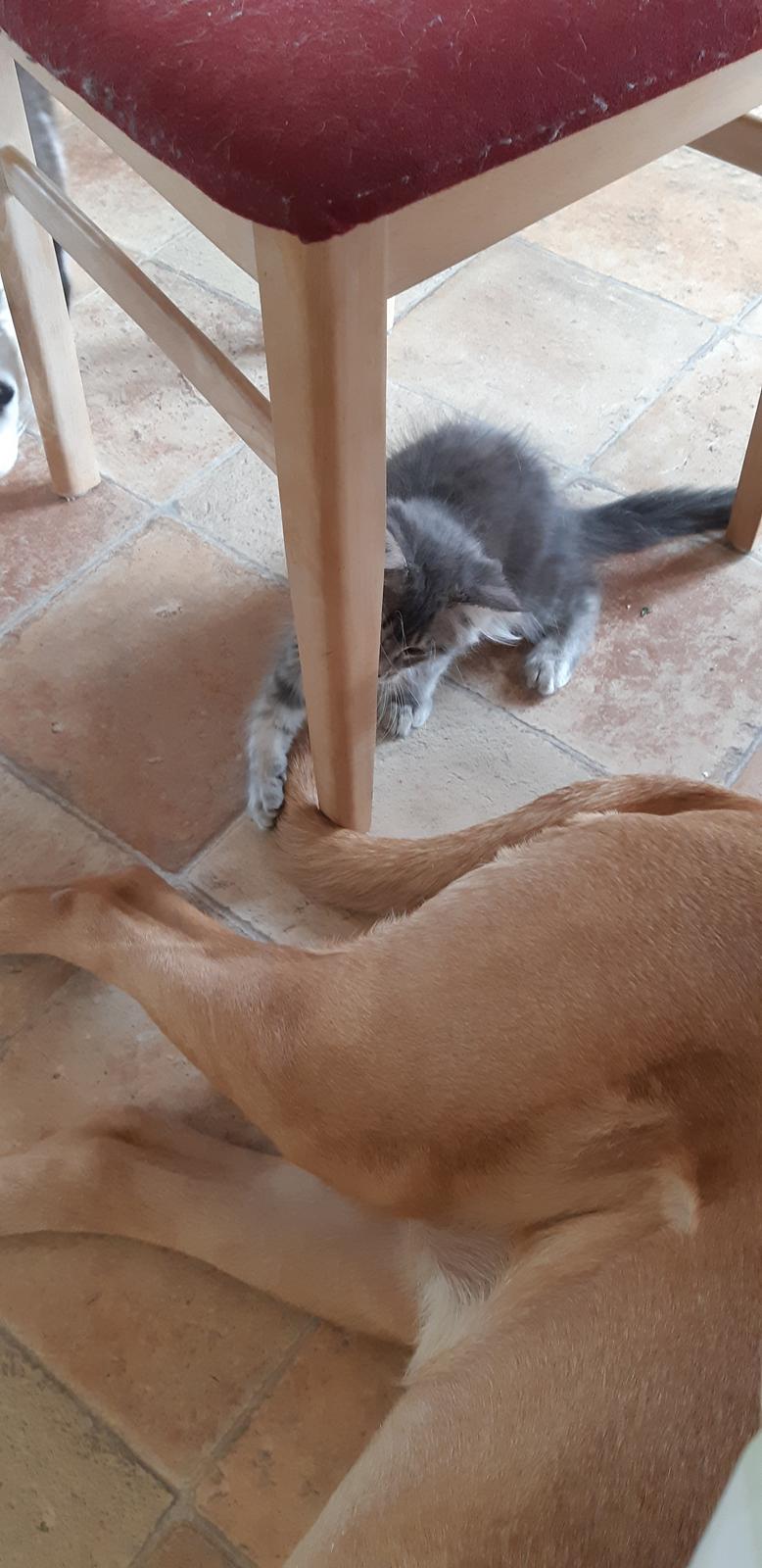 Blanding af racer Fievel billede 10