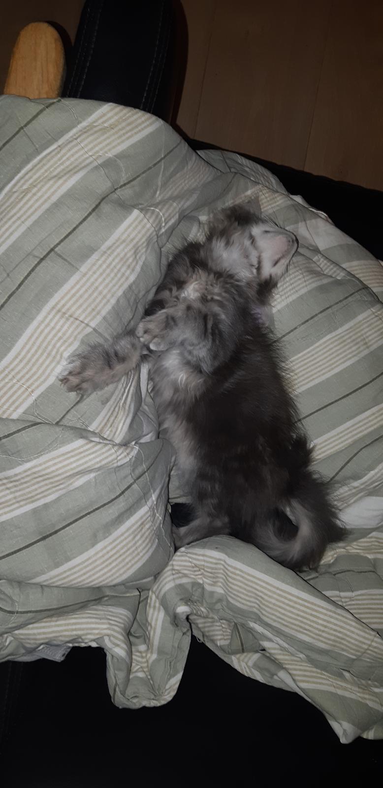 Blanding af racer Fievel billede 12