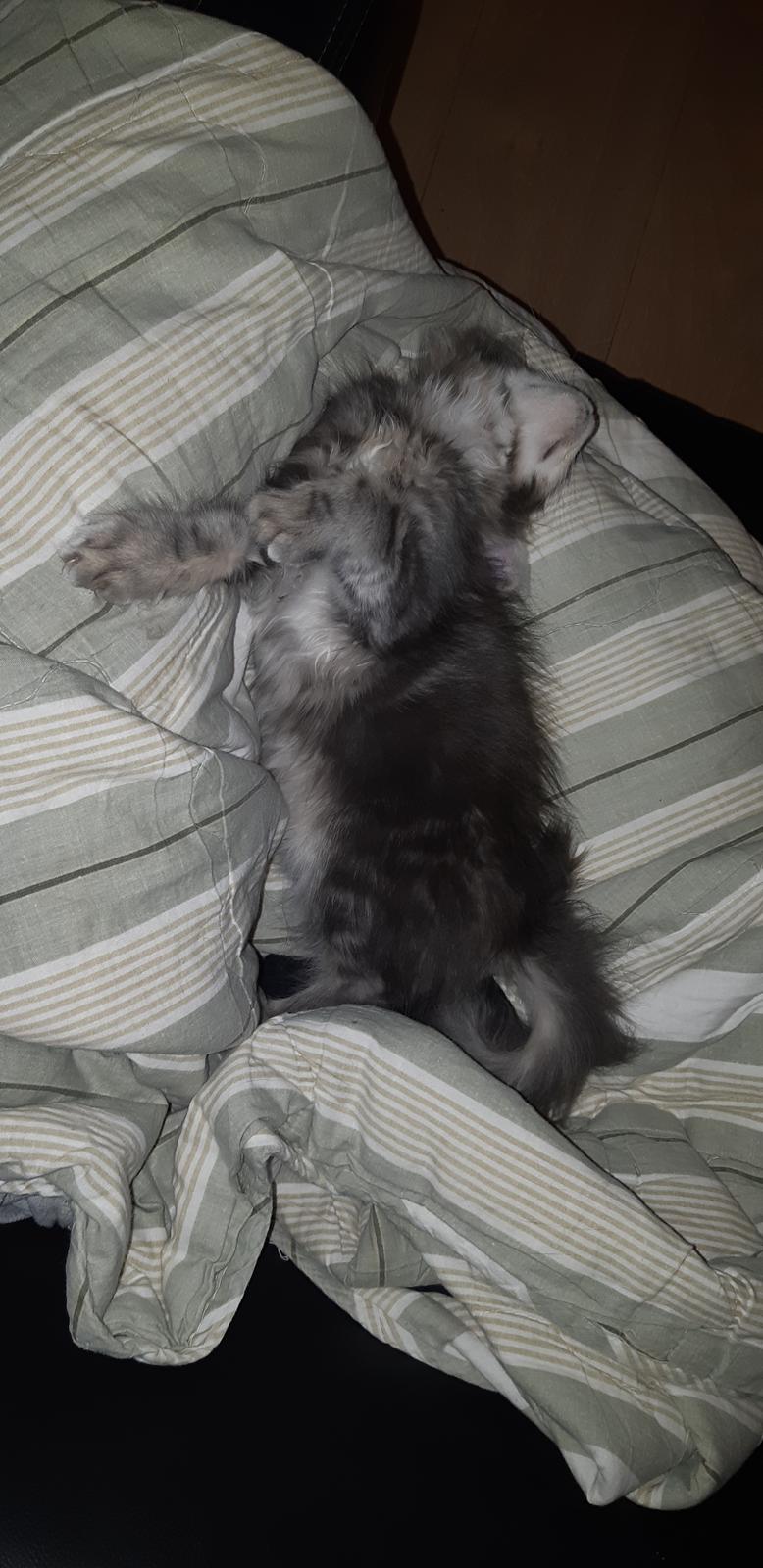 Blanding af racer Fievel billede 13