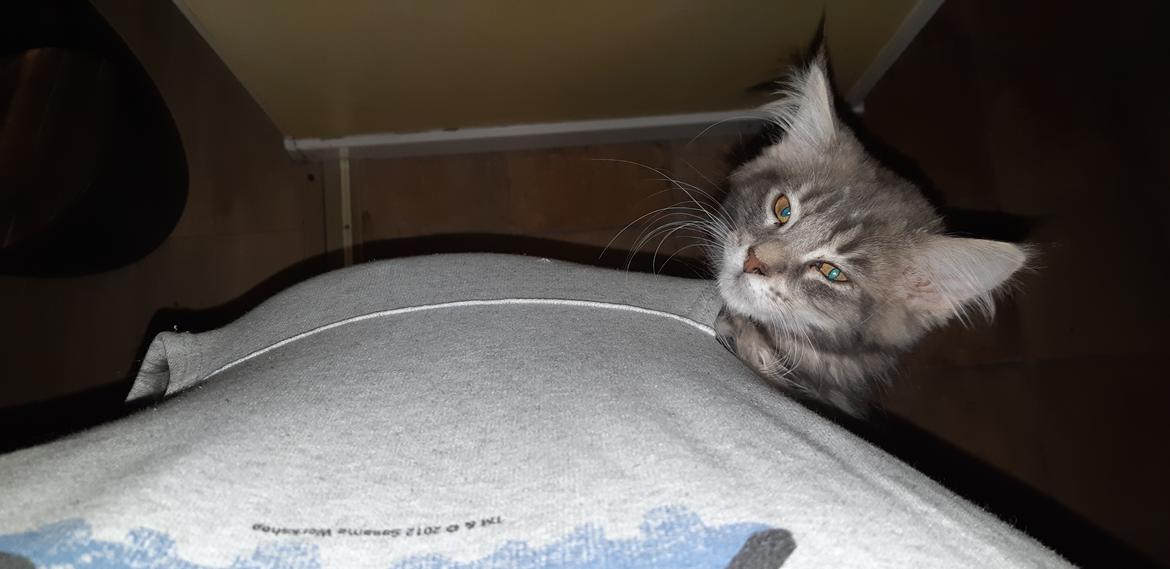 Blanding af racer Fievel billede 17