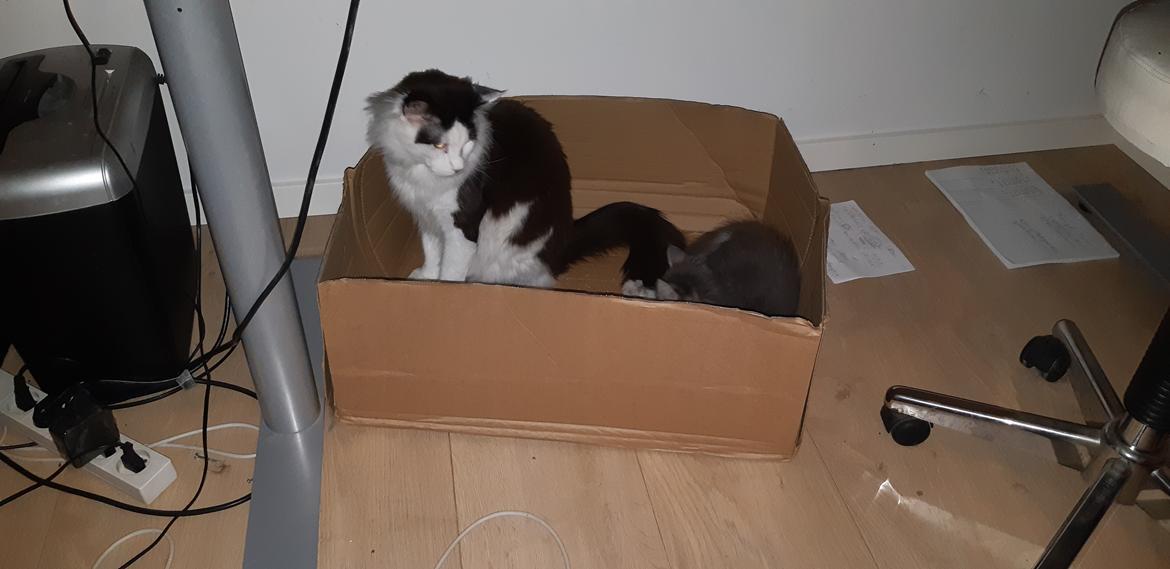 Blanding af racer Fievel billede 18