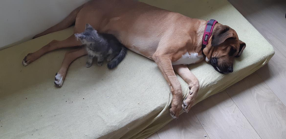 Blanding af racer Fievel billede 20