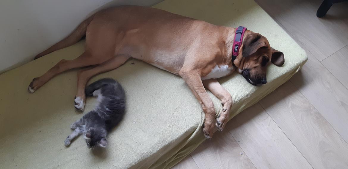 Blanding af racer Fievel billede 19