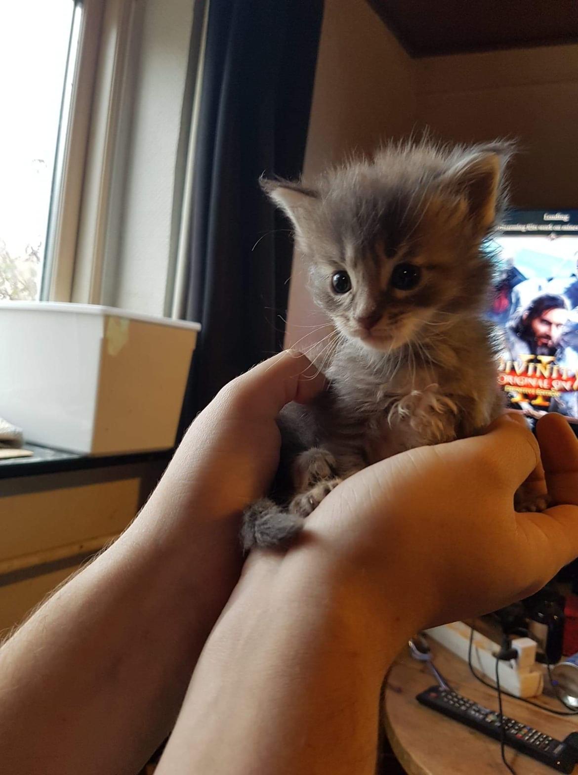 Blanding af racer Fievel billede 23