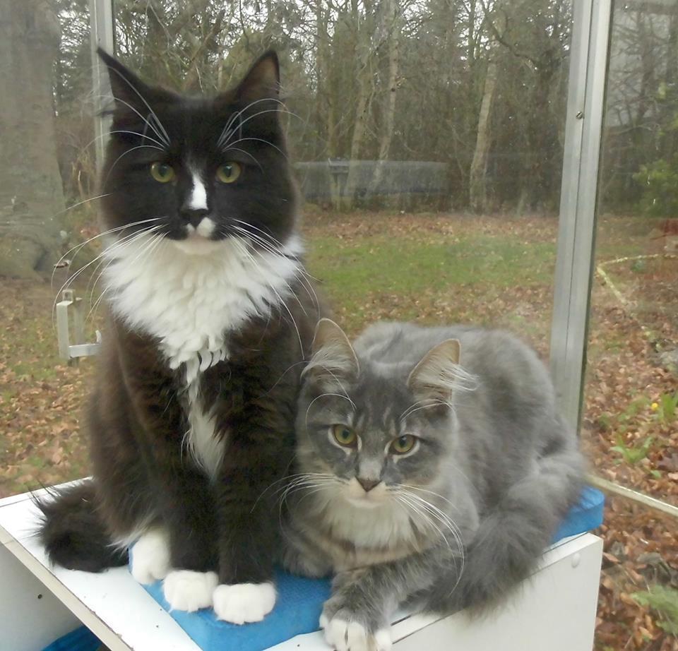 Maine Coon Romeo billede 8