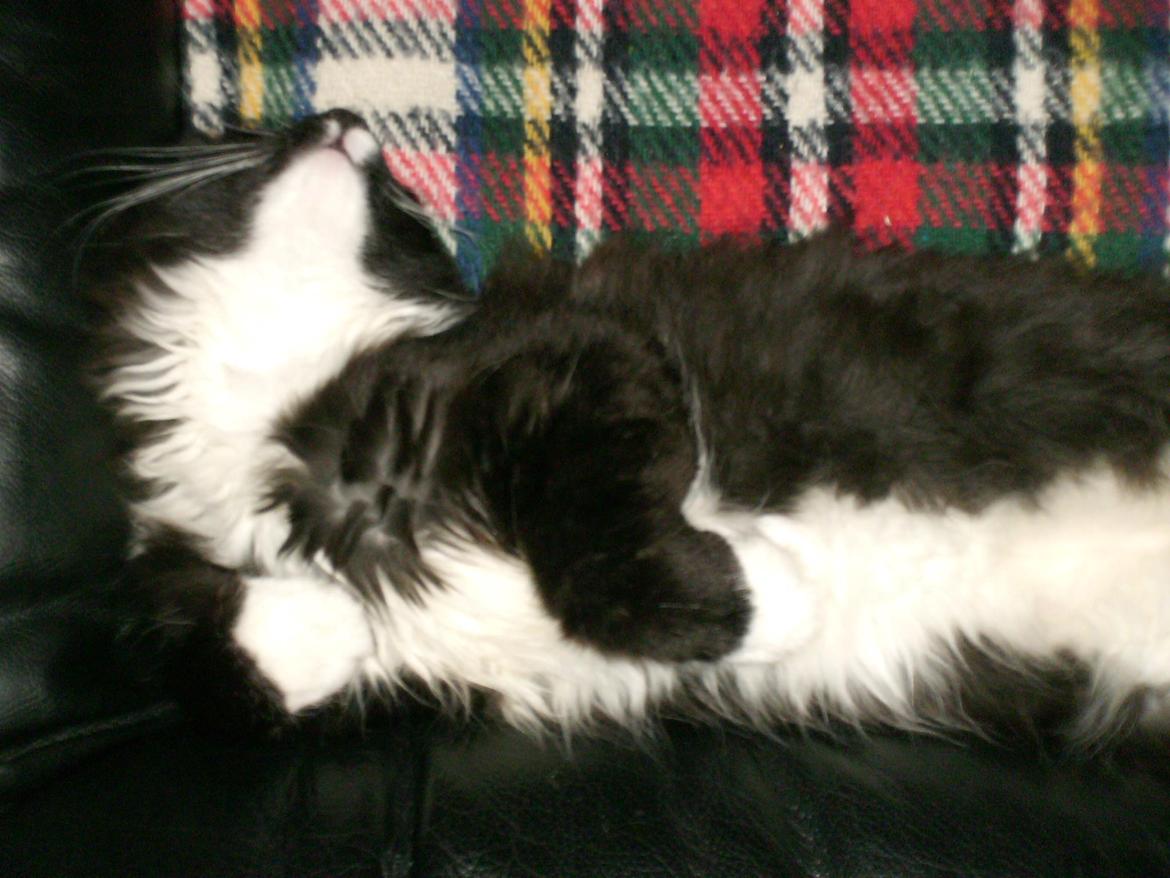 Maine Coon Romeo billede 9