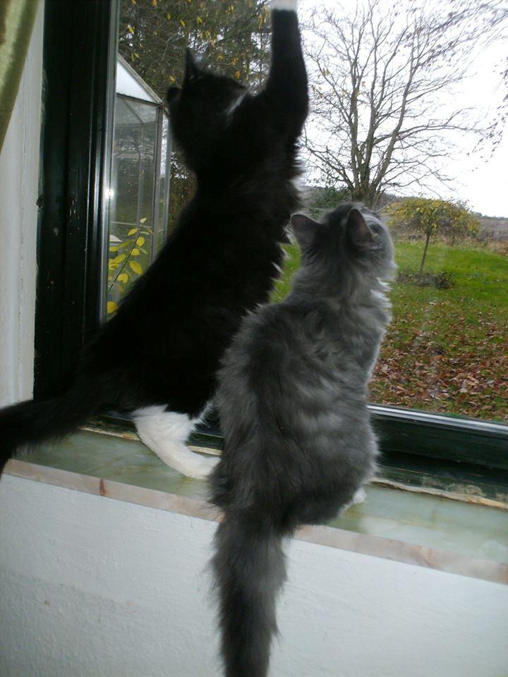 Maine Coon Romeo billede 10