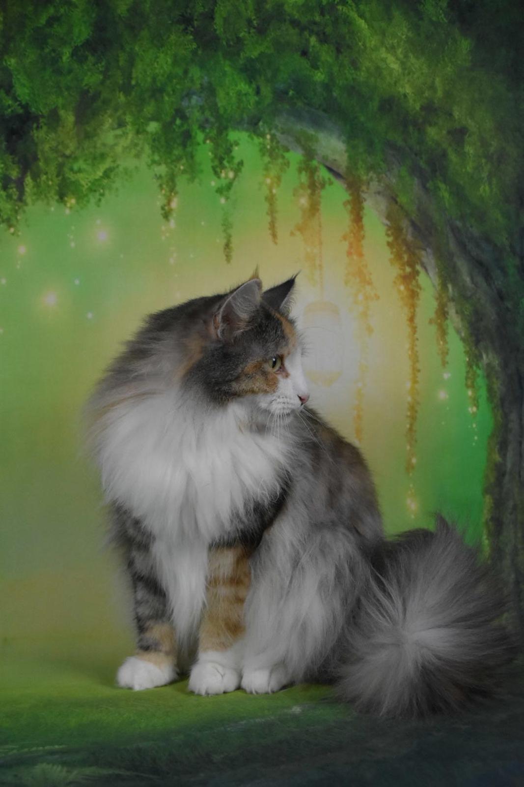 Norsk Skovkat SC DK Skylight’s Alea billede 1