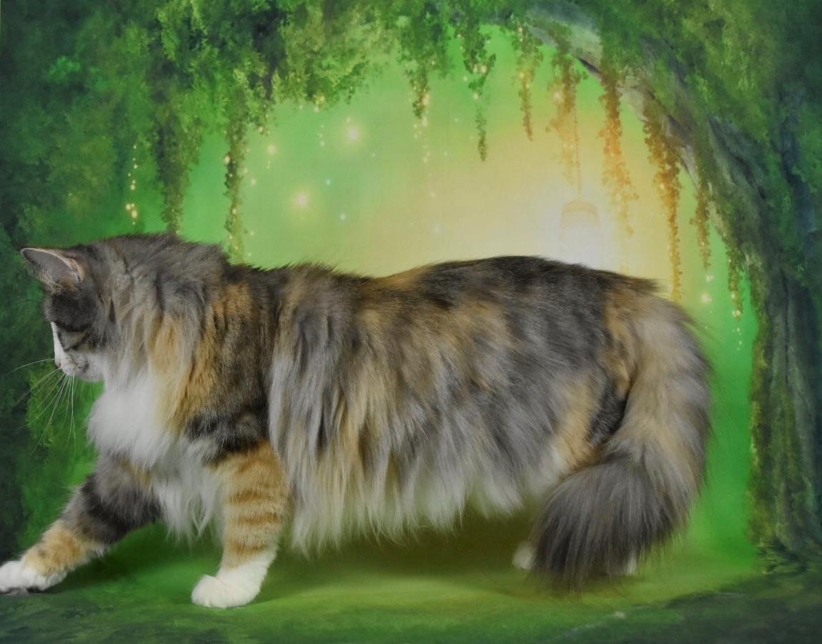 Norsk Skovkat SC DK Skylight’s Alea billede 5