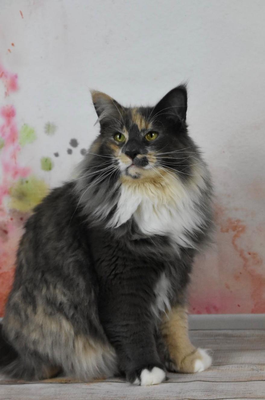 Norsk Skovkat NL* Titran’s Umiko billede 5