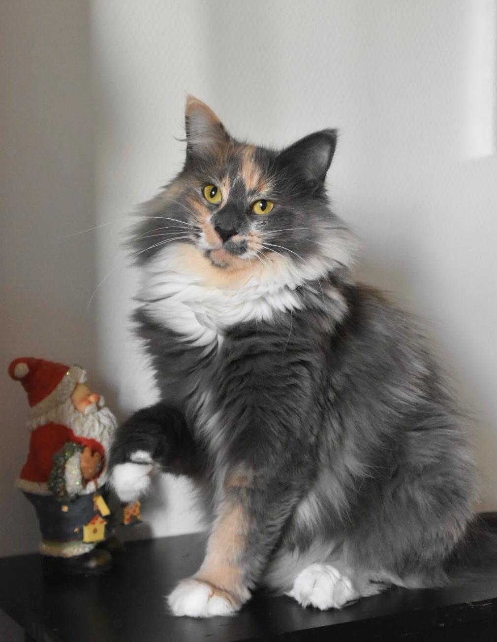 Norsk Skovkat NL* Titran’s Umiko billede 2