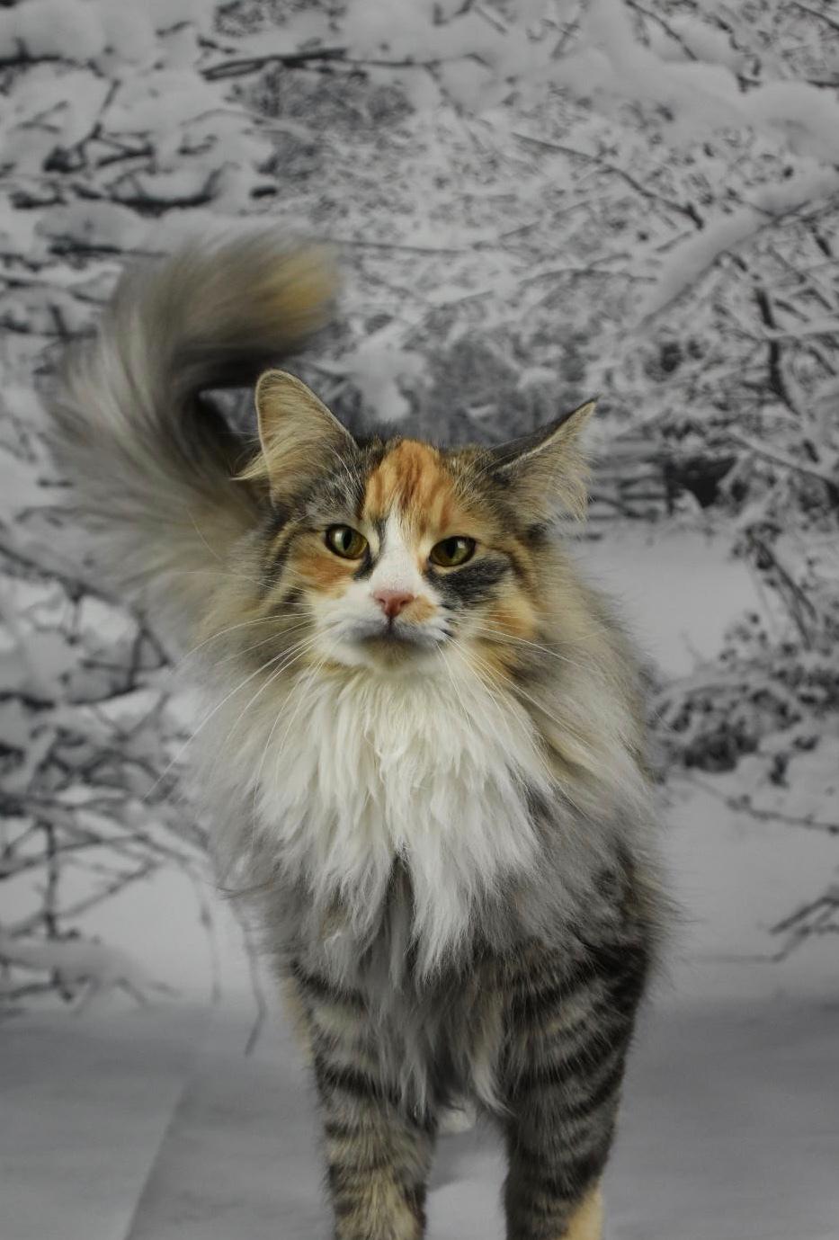 Norsk Skovkat DK Vingaard’s Rosalie Hale billede 1