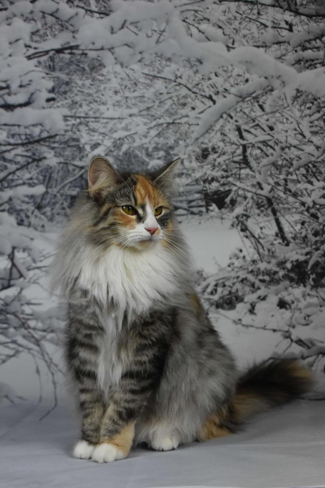 Norsk Skovkat DK Vingaard’s Rosalie Hale billede 3