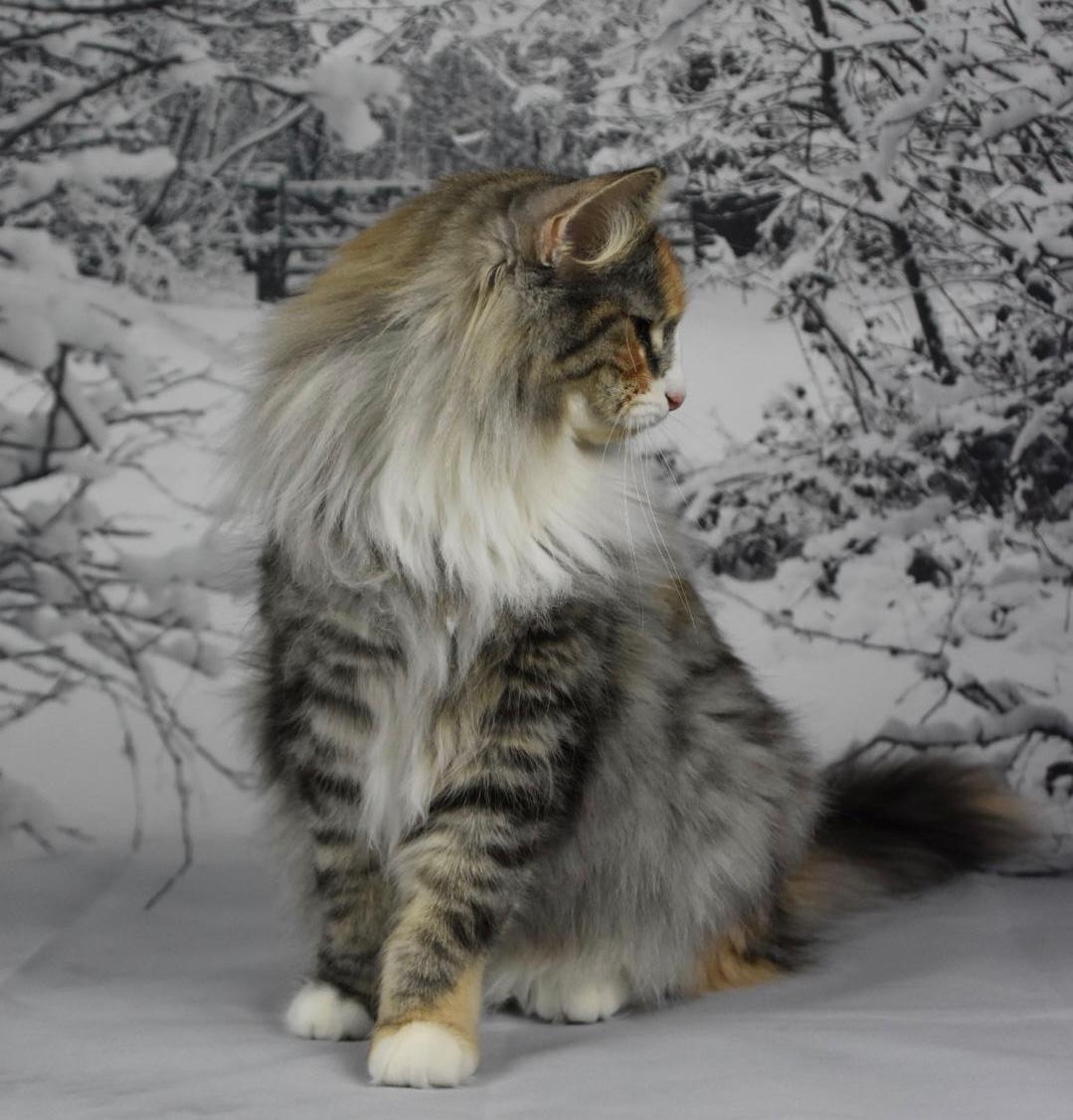 Norsk Skovkat DK Vingaard’s Rosalie Hale billede 4