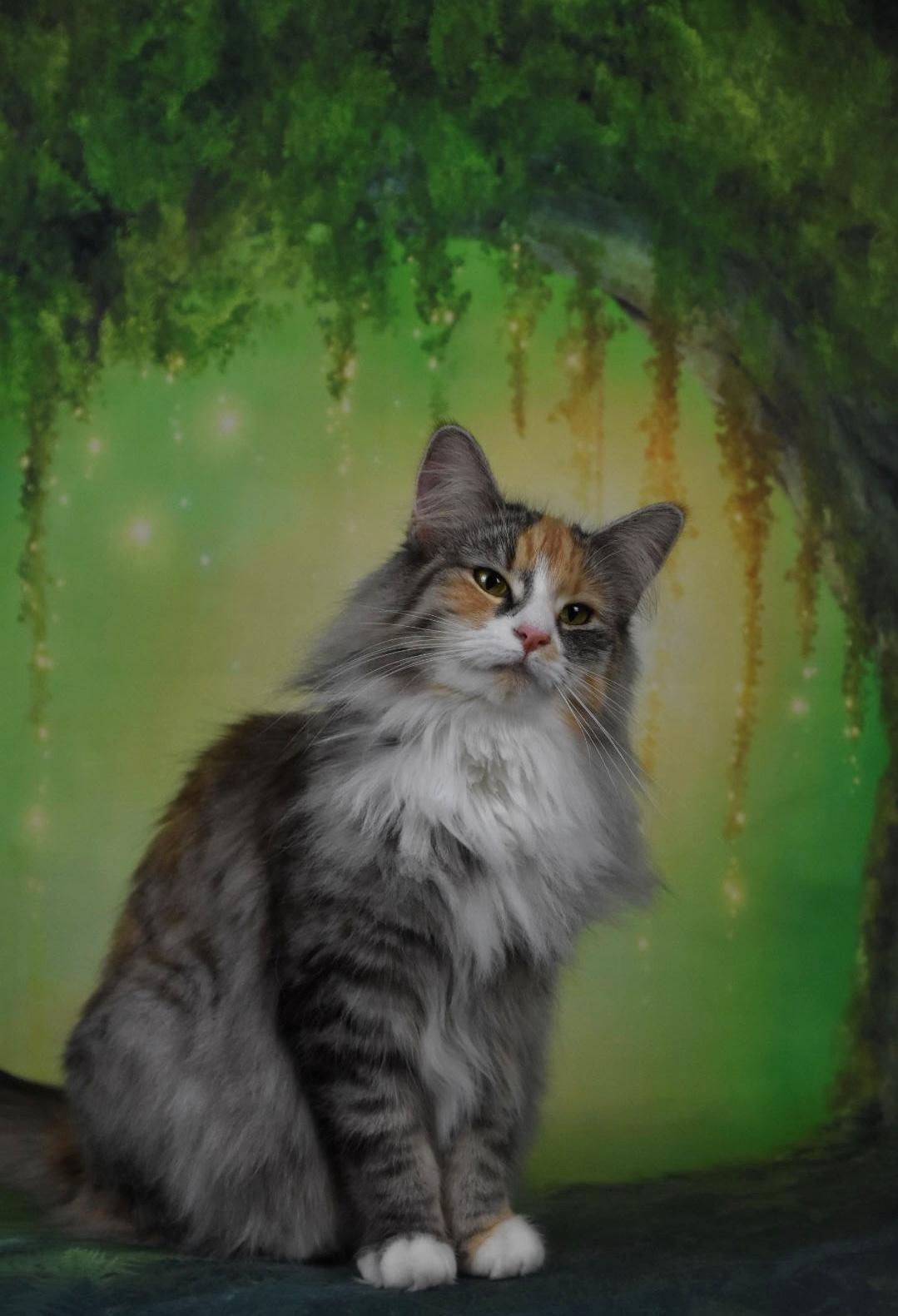 Norsk Skovkat DK Vingaard’s Rosalie Hale billede 8