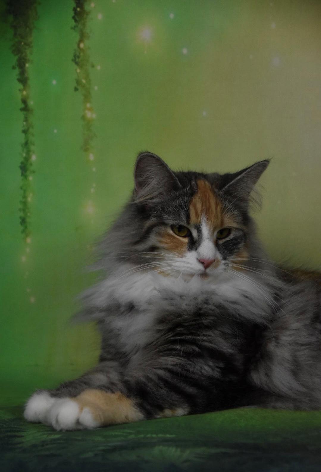 Norsk Skovkat DK Vingaard’s Rosalie Hale billede 10