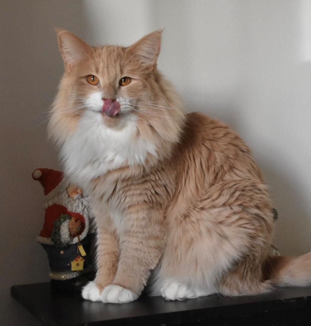 Norsk Skovkat DK Vingaard’s Carlisle Cullen  billede 4