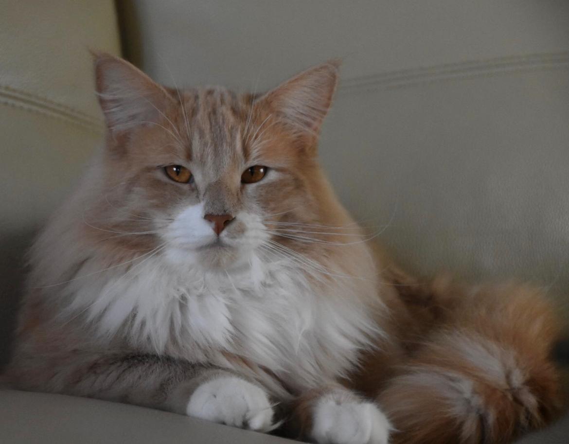 Norsk Skovkat DK Vingaard’s Carlisle Cullen  billede 5