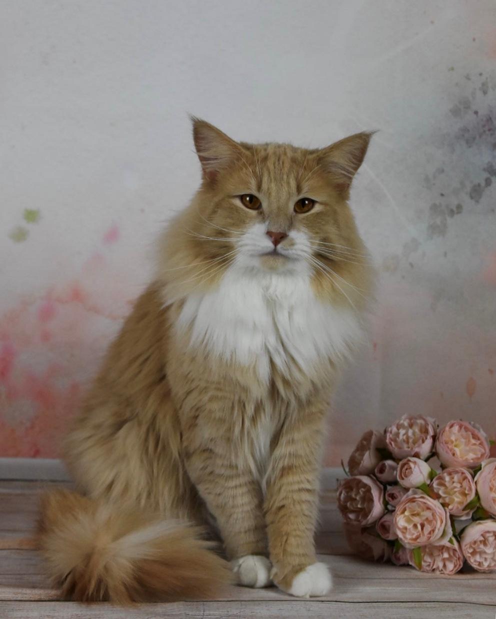 Norsk Skovkat DK Vingaard’s Carlisle Cullen  billede 6