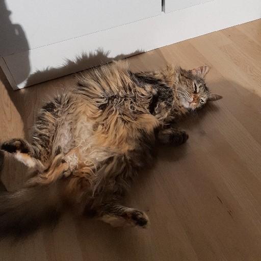 Blanding af racer Olivia billede 31