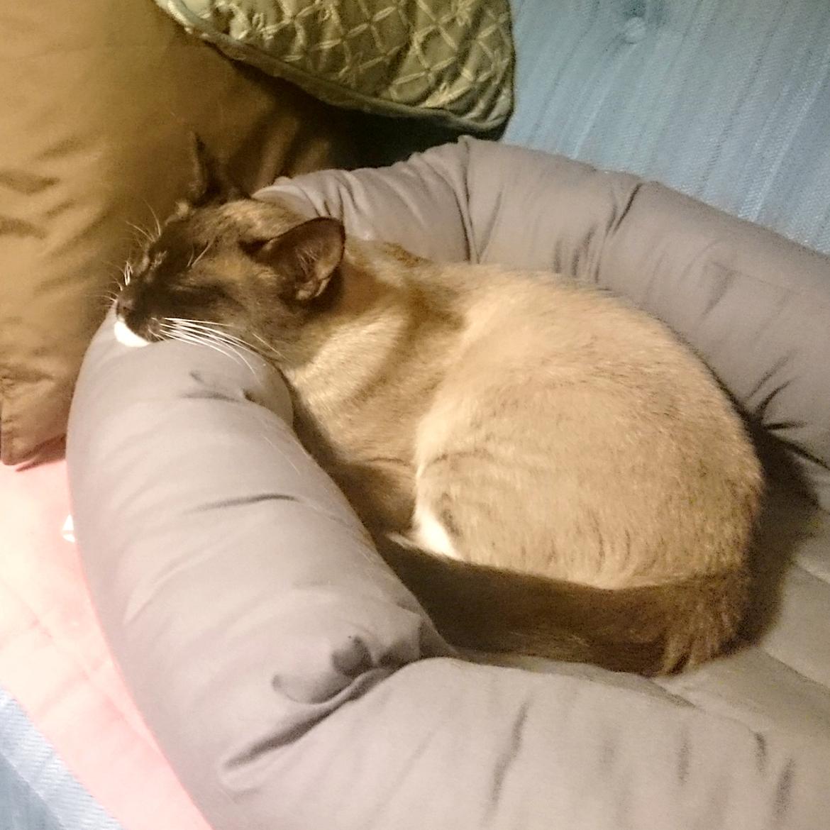 Blanding af racer Ghandi billede 1