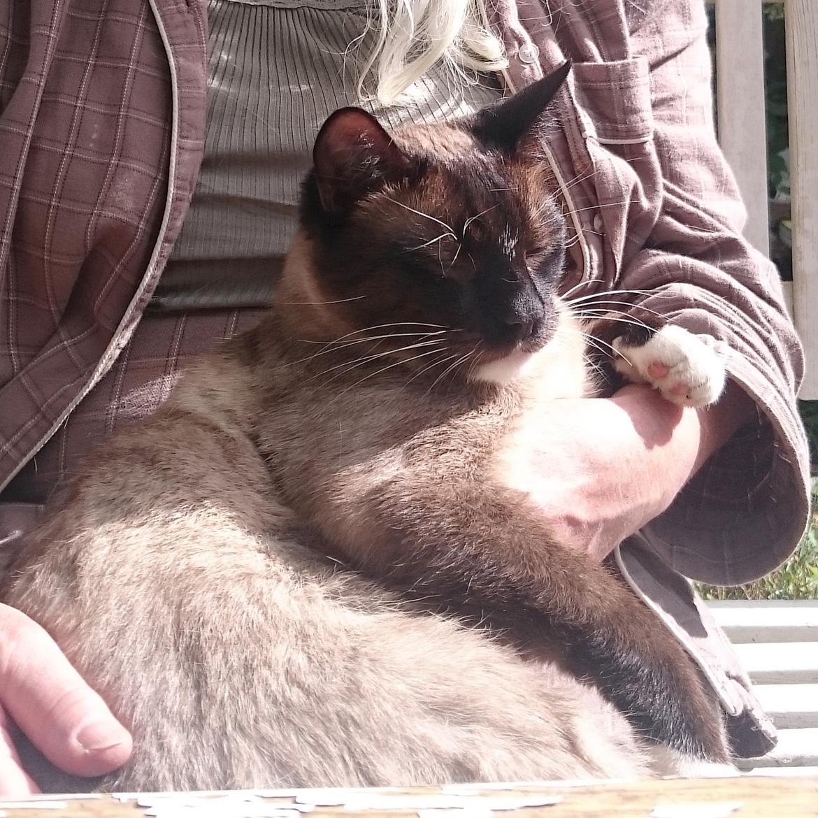 Blanding af racer Ghandi billede 3