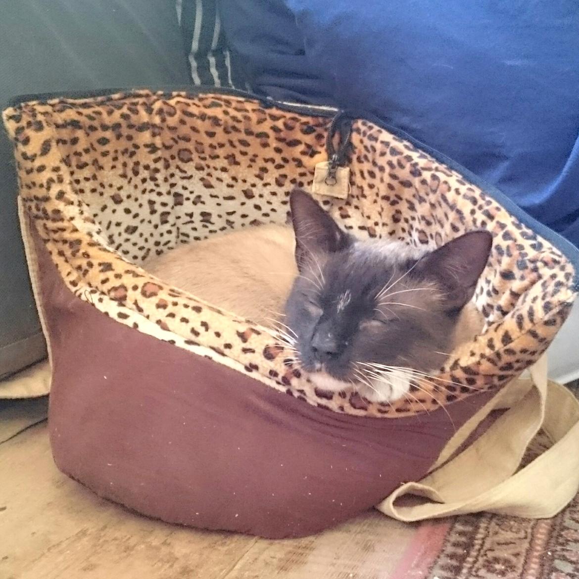 Blanding af racer Ghandi billede 2