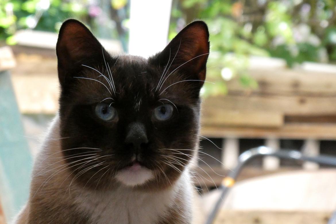 Blanding af racer Ghandi billede 4