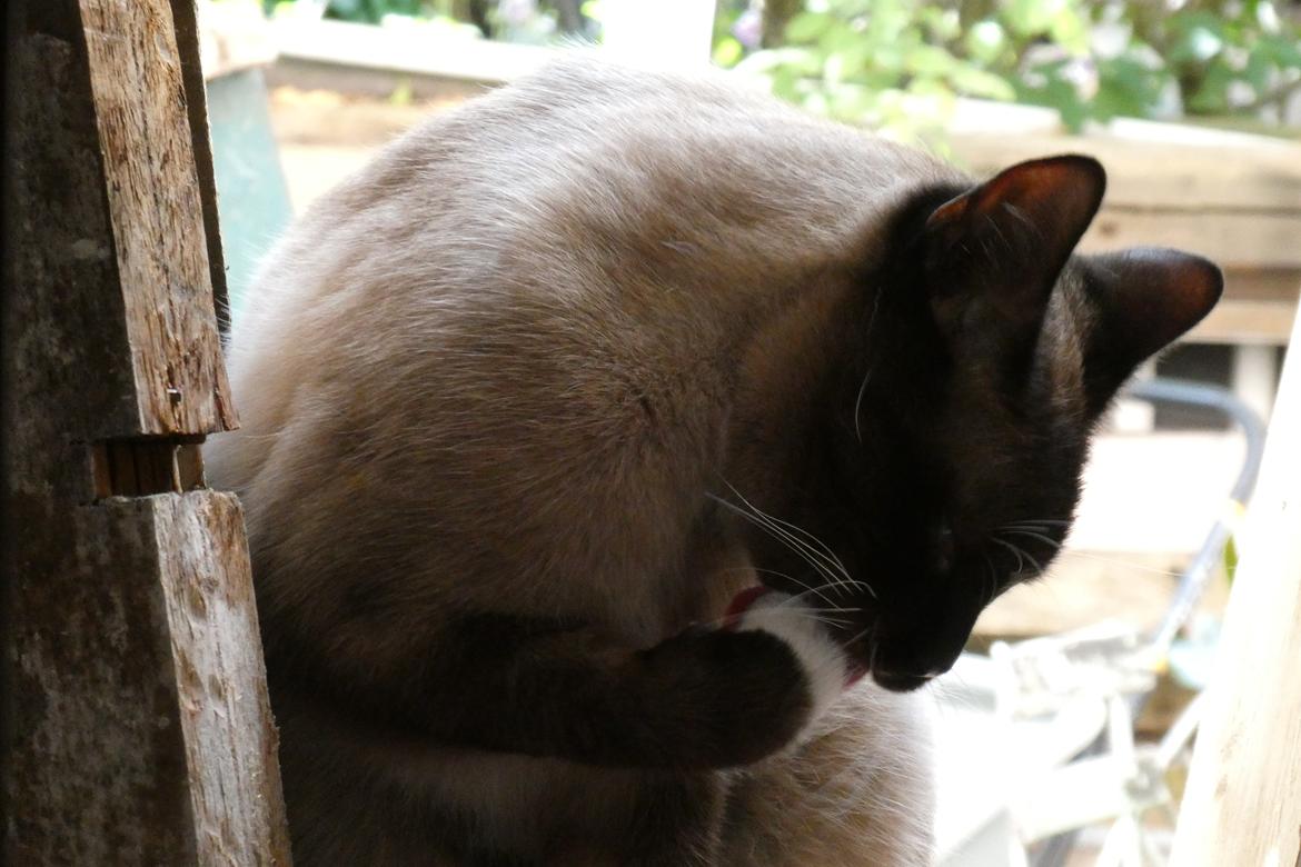 Blanding af racer Ghandi billede 5