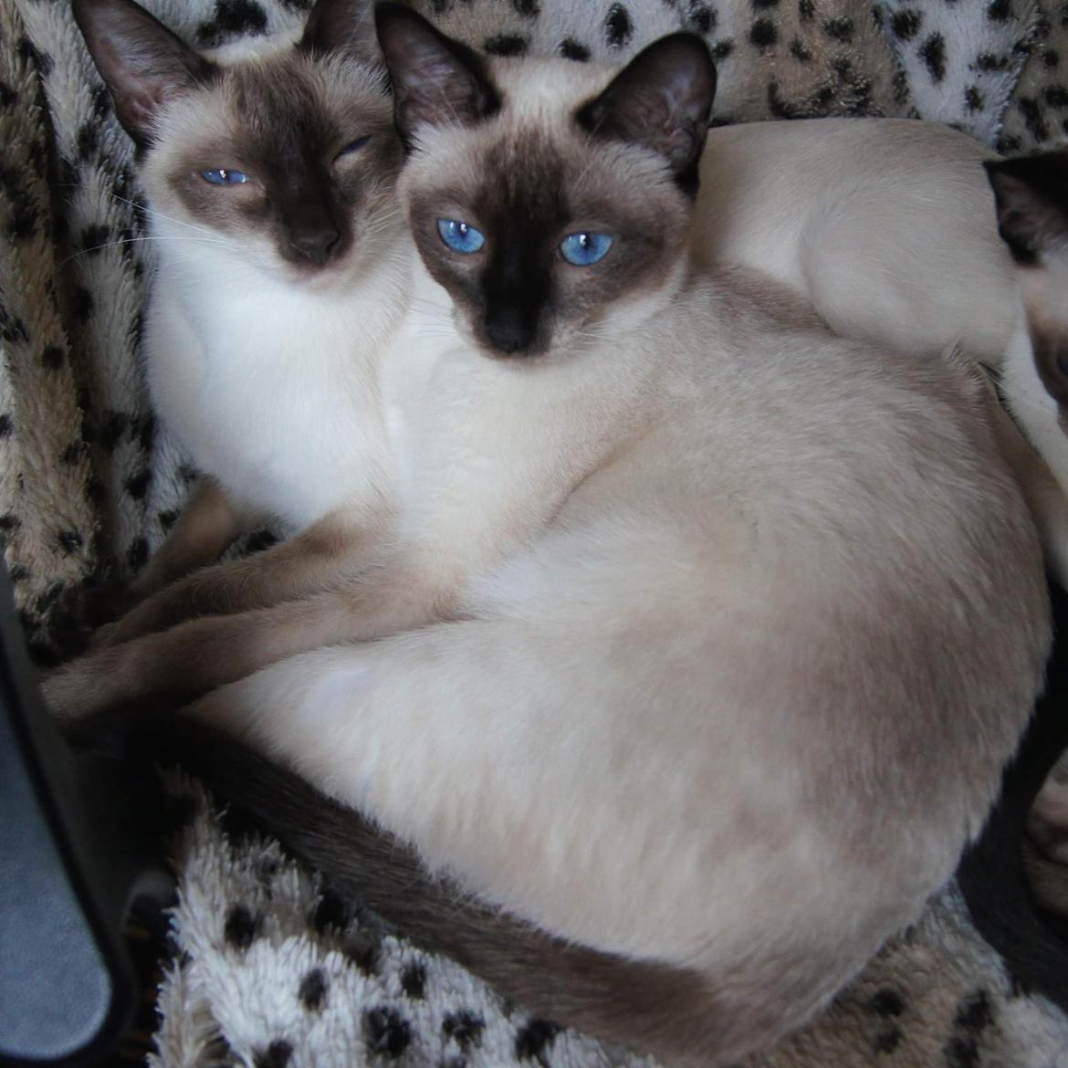 Thai         Traditionel siameser   Gaja Smart Sara. pl billede 3