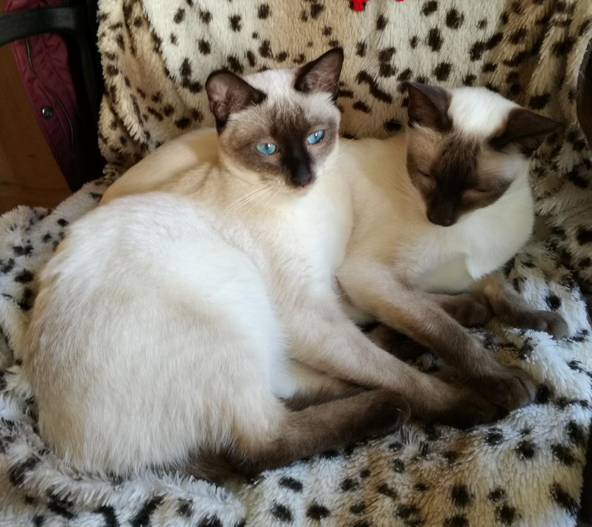 Thai         Traditionel siameser   Gaja Smart Sara. pl billede 14