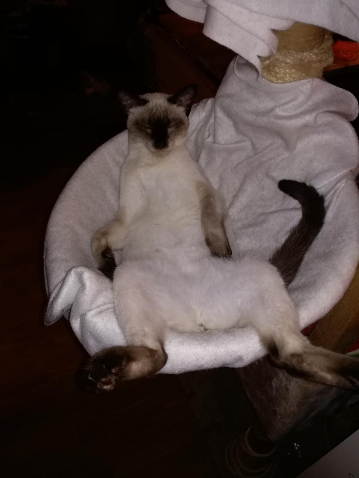 Thai         Traditionel siameser   Gaja Smart Sara. pl billede 15