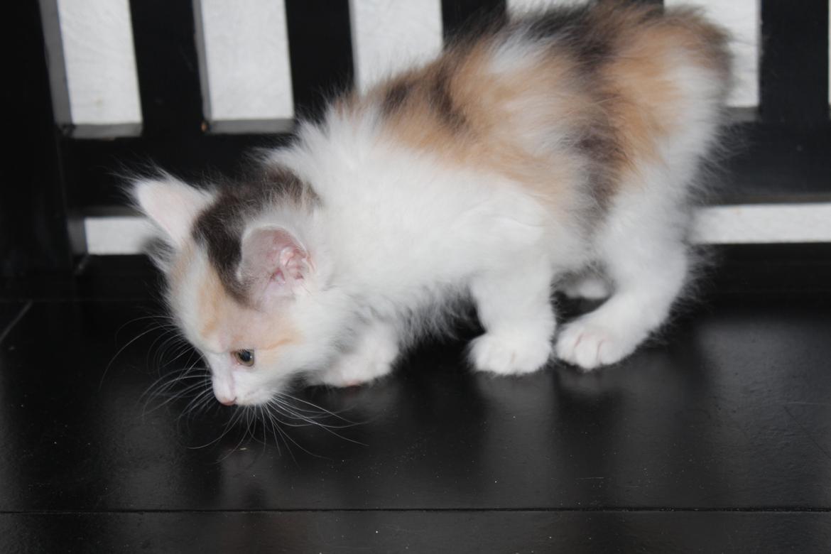 Kurilean Bobtail KorZhik's Dora billede 17