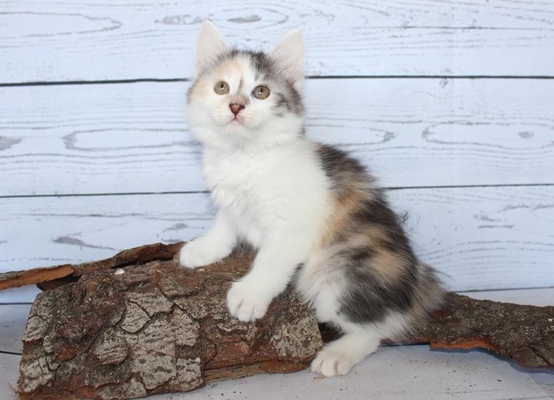 Kurilean Bobtail KorZhik's Matilda billede 7